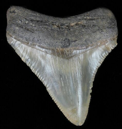 Juvenile Megalodon Tooth - Serrated #61717